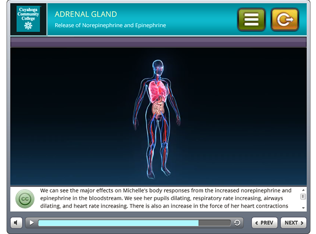 Designing Digitally - A digital diagram showing the human adrenal gland's release of norepinephrine and epinephrine, with an animation depicting the major effects on the body during managing stressors. Caption text explains physiological changes. Designing Digitally -