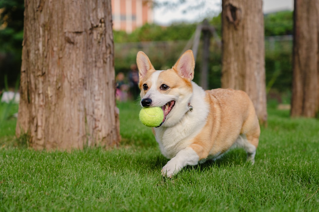 Photo Training Games